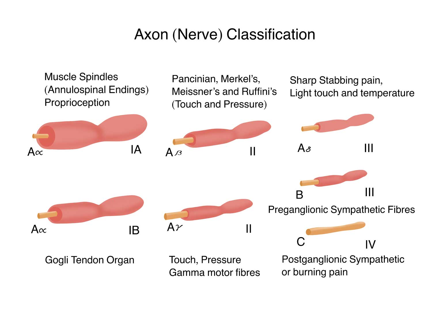 Axon-Classification